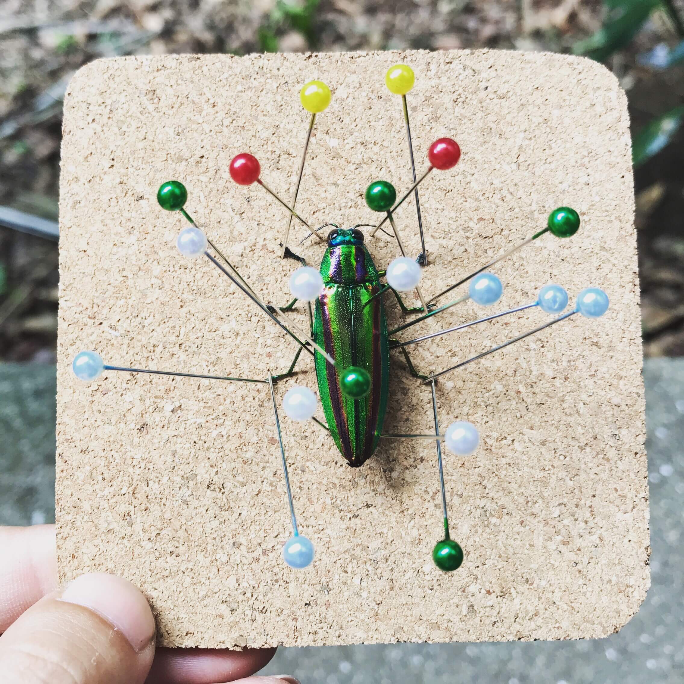 自由研究 昆虫標本の作り方 夏休みの宿題 日刊 小作人 見習